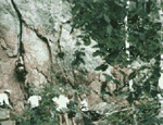 La Griglia