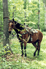 La Griglia